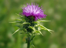 Milk Thistle